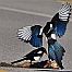 Magpie
